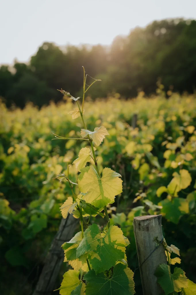 Vigne de Famille Guérin, viticulteur à Change, Bourgogne