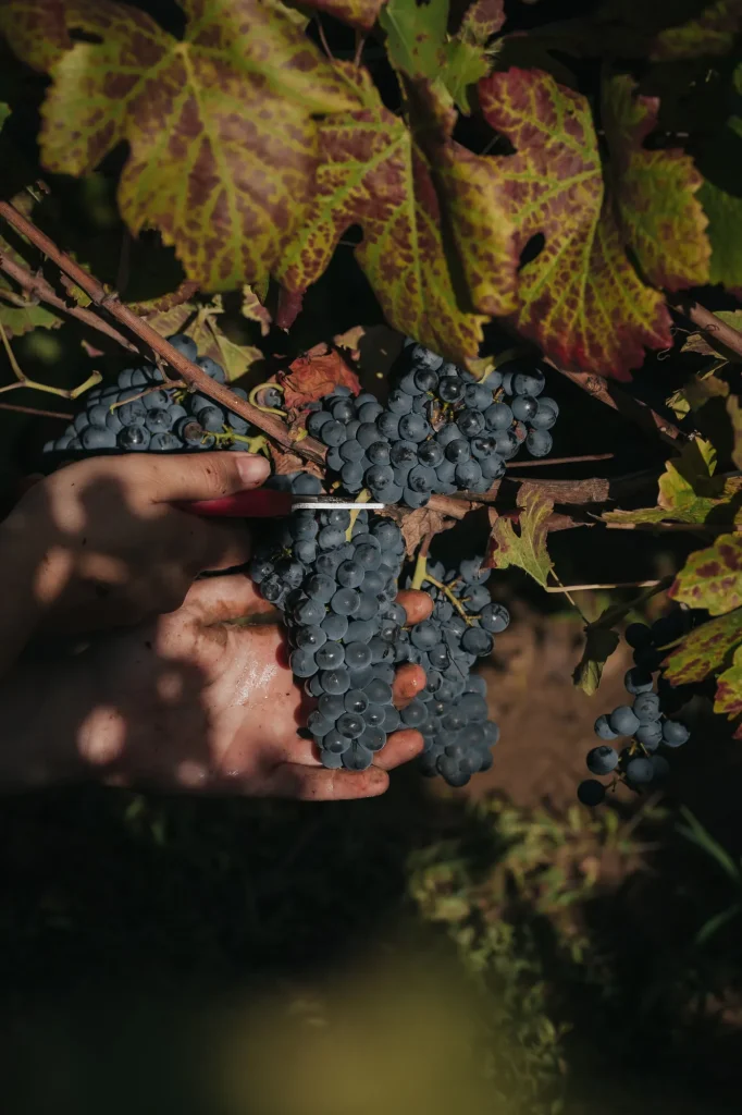 grappe de raisin rouge pinot noir pendant les vendanges Hautes Côtes de Beaune, Bourgogne