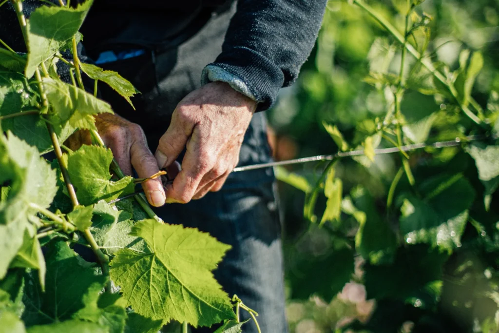 Travail manuel dans les vignes de Bourgogne, Hautes-Côtes de Beaune